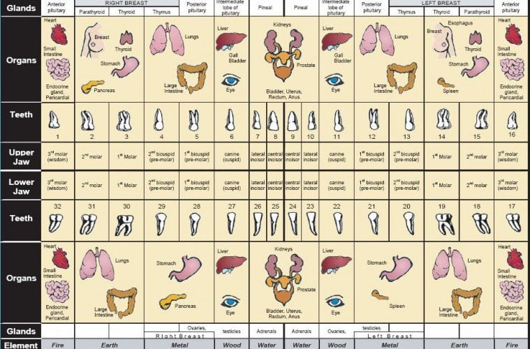 Tooth Meridians